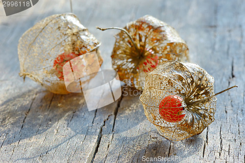 Image of Physalis alkekengi on wood