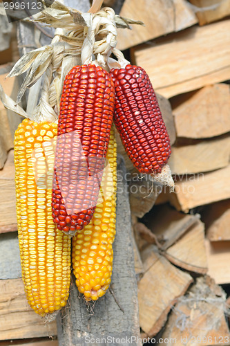 Image of Corn cobs