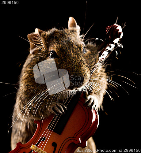 Image of degu mouse playing cello