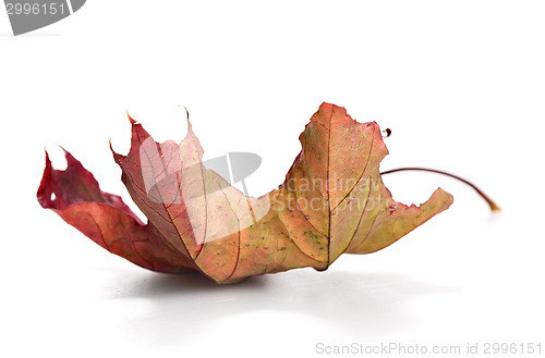Image of dry mapple leaf