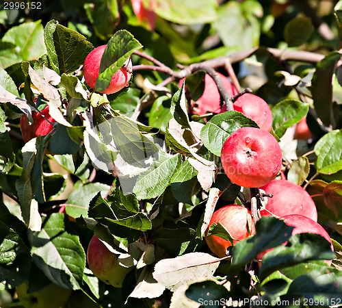 Image of red apples in orchard