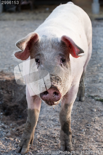 Image of funny pig