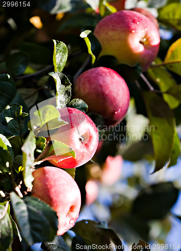 Image of red apples