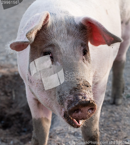 Image of pig snout closeup