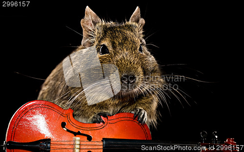 Image of degu mouse musician