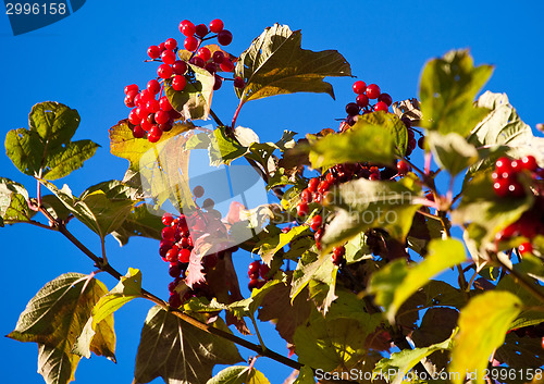 Image of arrowwood berries