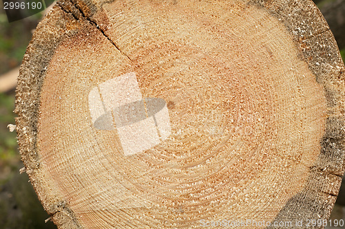 Image of Woodgrain