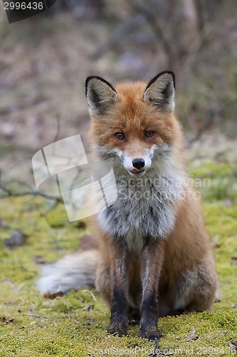 Image of red fox