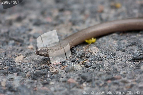 Image of slow worm