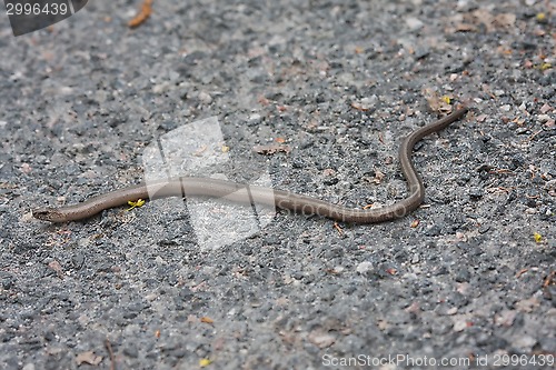 Image of slow worm