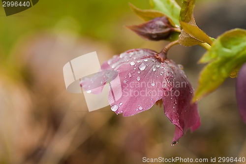 Image of helleborus