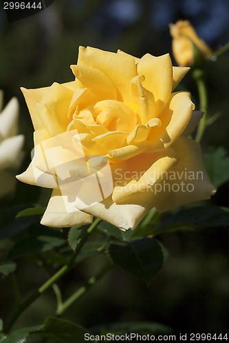 Image of yellow rose