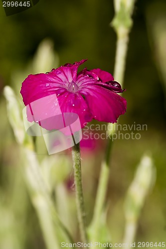 Image of purple flower