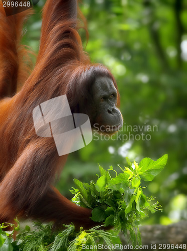 Image of Borneo Orangutan