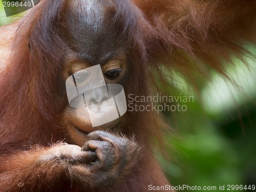 Image of Borneo Orangutan