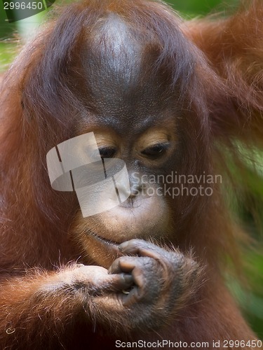 Image of Borneo Orangutan