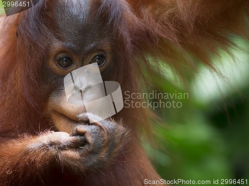 Image of Borneo Orangutan