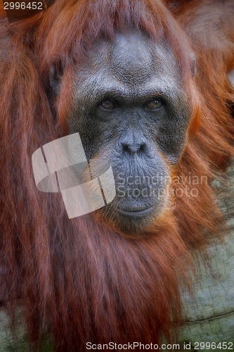 Image of Borneo Orangutan