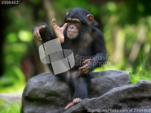 Image of Common Chimpanzee