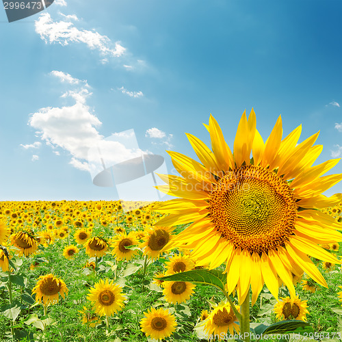 Image of sunflower closeup on field under blue sky