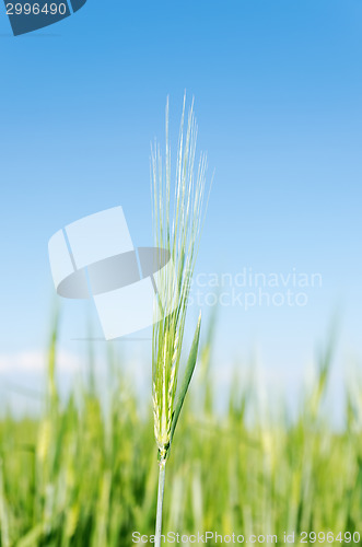 Image of green spica on field under blue sky