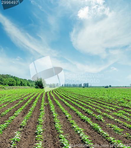 Image of field with green sunflowers and cloudy sky