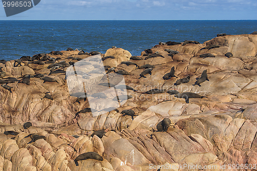 Image of Sea lions in Cabo Polonio