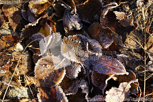 Image of Brown leaves