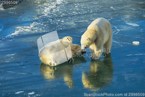 Image of Polar bears playing