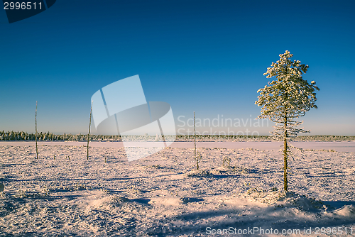 Image of Sunlit plain