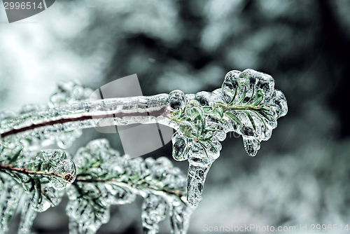 Image of Frozen branch