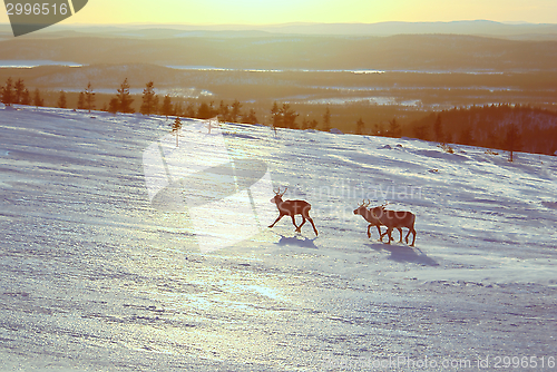 Image of Reindeers in Finland