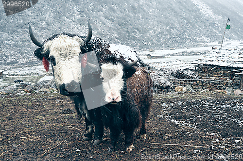 Image of Yaks in Nepal