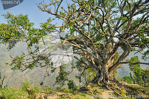 Image of Old tree