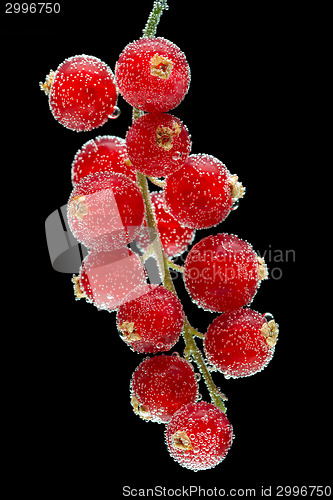 Image of red currants on a black background