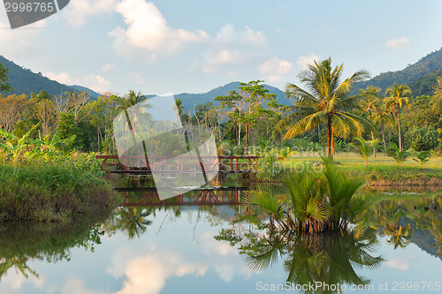 Image of Palm Trees and Reflection