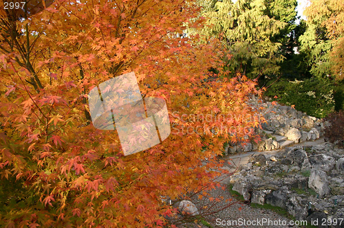 Image of Autumn