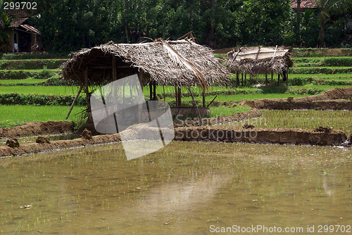 Image of Houses on the field