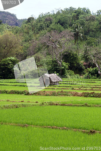 Image of House on the green field