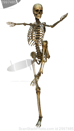 Image of Human Skeleton