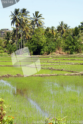 Image of Green field