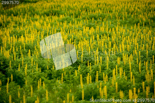 Image of Flowers in nature