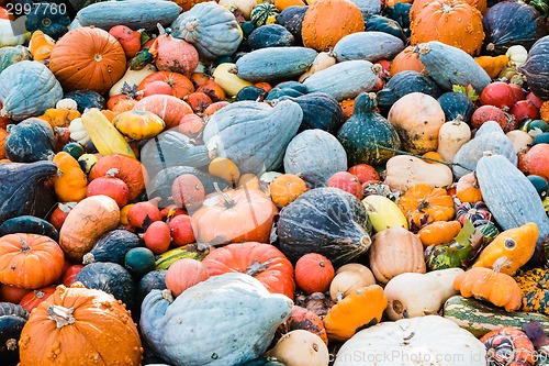 Image of Pumpkin selection