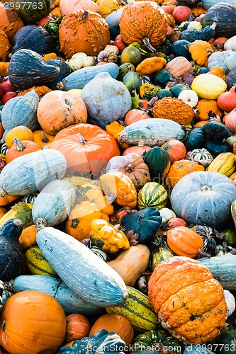 Image of Pumpkin selection