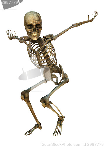 Image of Human Skeleton