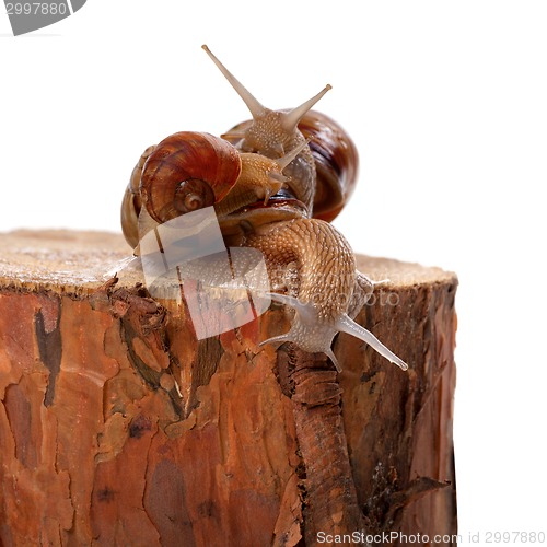 Image of Three snails on pine tree stump