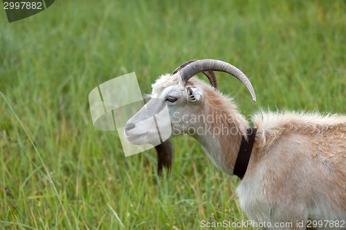 Image of Green meadow and portrait of goat
