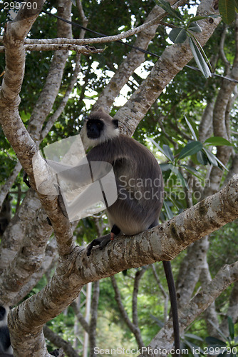 Image of Male monkey