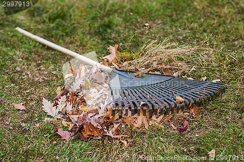 Image of Leaf Rake And Leaf Pile