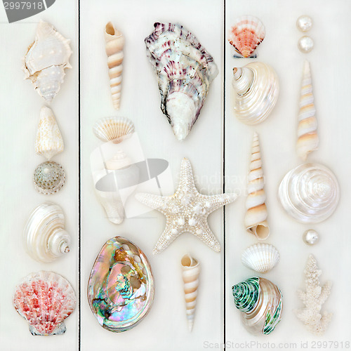 Image of Seashells